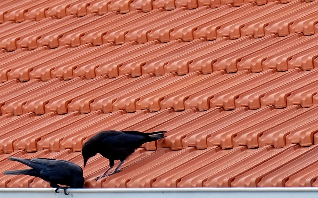 How to Insulate a Flat Roof in Various Ways